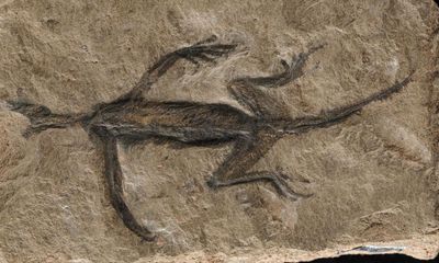 The 280m-year-old fossil reptile that turned out to be a forgery