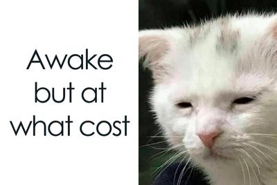 50 Hilarious And Relatable Memes Dedicated To All Things Feline