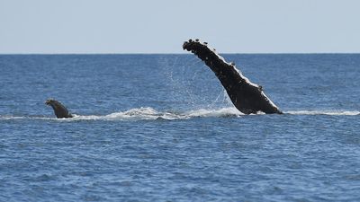 Marine heatwave might have caused whale decline: study