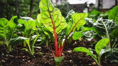 How to grow Swiss chard – tips for prolific and repeated harvests of colorful stems