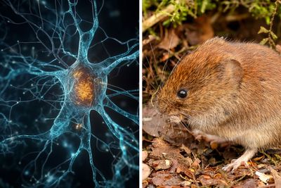 New Study On Rodents Finds “Surprising” Neurological Effects Of Orgasms In Long-Term Bonds