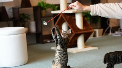 32 tips for training your cat