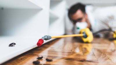 Natural pest repellents — 9 ways to save money and skip the exterminator