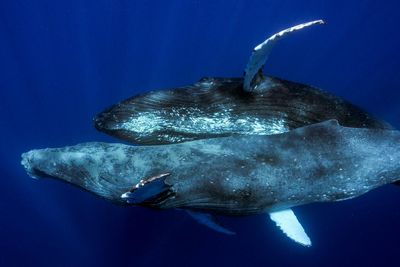 Humpback sex photographed for first time – and both whales were male