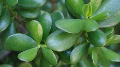 How to propagate a jade plant — 5 expert-approved tips for beginners