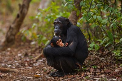 Great apes struggle as climate worsens