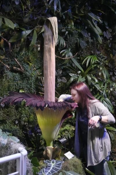Rare Corpse Flower Blooms In San Francisco Museum