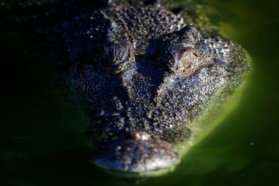 From Edge Of Extinction To Australia's Croc 'Paradise'
