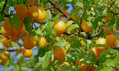Country diary: The outlook is good for this year’s cherry plum jam
