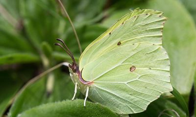 Butterflywatch: brimstones in midwinter raise adaptability issues