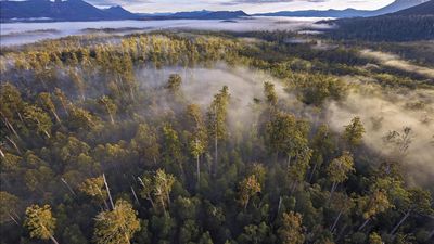 Conservationists round on premier over logging bid