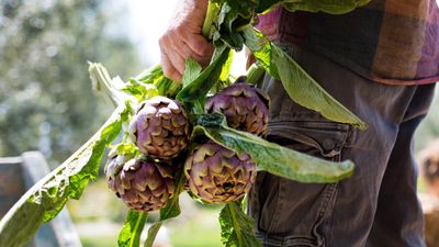 How to grow artichokes – discover these edible and ornamental historic plants