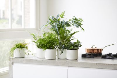 How to Prune Houseplants — 5 Expert-Approved Steps for the Most Flourishing Foliage Possible