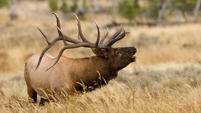 Angry elk teaches tourist not to yell at wildlife – sends him running for his life