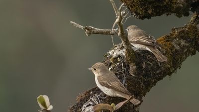 Synchronised census of terrestrial birds in Tiruchi Forest Division to be carried out