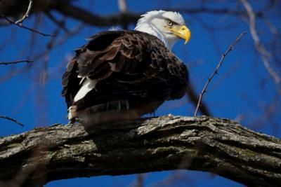 US Man To Plead Guilty For Killing Bald Eagles In Montana