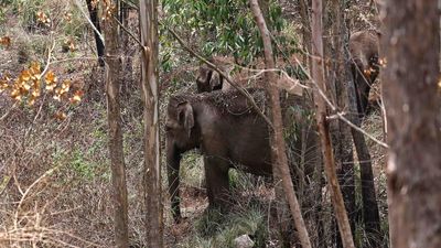Forest dept. to share live locations of wild elephants in Munnar