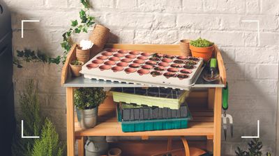 Aldi's new gardening range is perfect for budding gardeners wishing to 'grow your own' on a budget