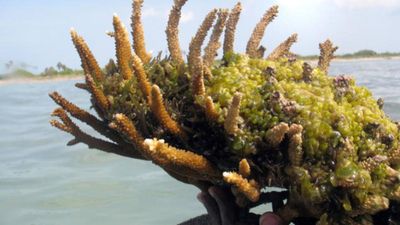 Share of live corals in Gulf of Mannar dropped from 37% in 2005 to 27.3% in 2021, shows study