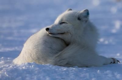 Norway Supports Arctic Foxes Amid Climate Challenges