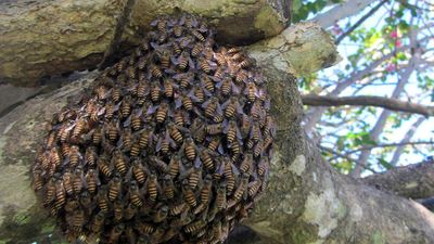 Invasive bees defy evolution to cover Sydney-sized area