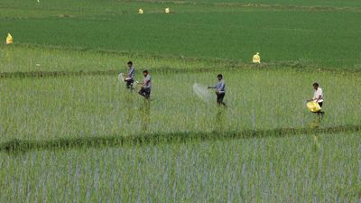 Centre announces ₹24,420 crore subsidy for summer crop fertilizers