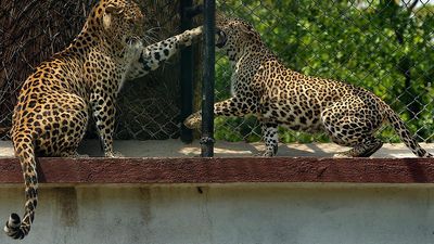 Leopard numbers show 8% rise from 2018 to 2022