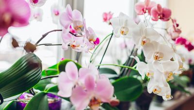 How often to water an orchid — plant pros spill on the flower's hydration needs