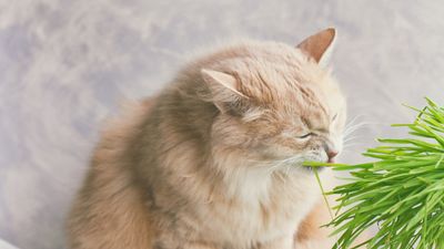 How to grow cat grass – and keep your feline friends happy
