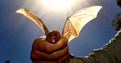 Singleton's threatened microbats find their 'furever' home near the new bypass