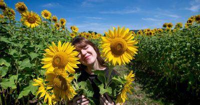 Cover me in sunshine - the Majura Valley sunflower maze is back