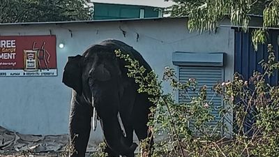 Wild elephant spotted on outskirts of Belagavi in Karnataka