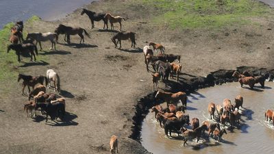 Step-in threat as state on notice over feral horse cull