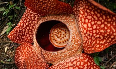 Pathless Forest by Chris Thorogood review – love letter to a monstrous flower