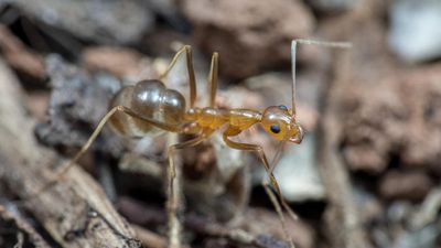 Major victory claimed over yellow crazy ant threat