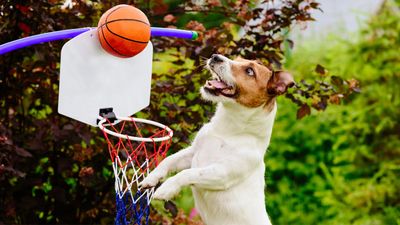 Looking for new ways to have fun with your pup? Here’s how to teach your dog to play basketball at home