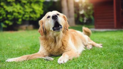 Here’s why your dog is struggling with reactivity (spoiler alert: it’s not your fault)