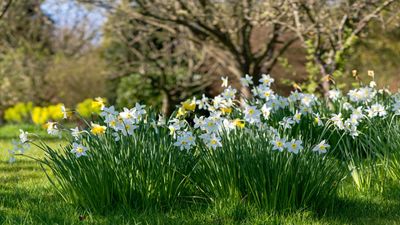 Narcissus for every yard – 8 stunning flower types explained
