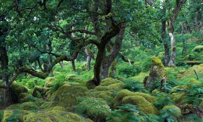 Act to save Dartmoor rainforest from sheep, urge campaigners