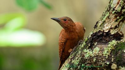 GBBC records 340 bird species in Kerala