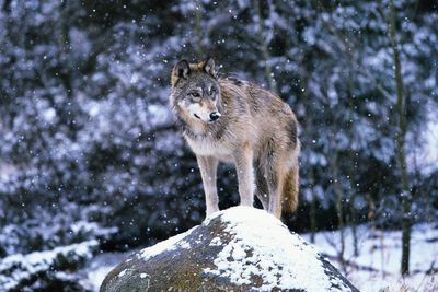 Wolves are back — but face new peril