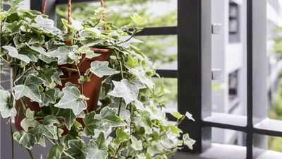 How to care for ivy – 5 expert tips for growing this classic trailer indoors
