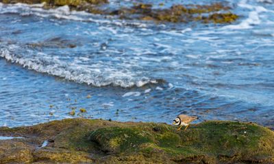 Country diary: The plovers peck and the sandpipers probe