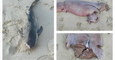 Dead shark and gruesome shark liver found on Bennetts Beach at Hawks Nest