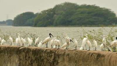 Ariyalur’s Ramsar wetland Karaivetti Bird Sanctuary attracts nature’s ‘transit passengers’ from all over the world
