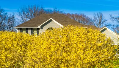 6 "Living" Privacy Fences That Stop Your Yard Feeling Overlooked — and Look Good, too