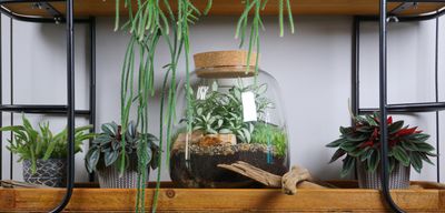 These are the 5 Best Plants For Terrariums — 'Try These for a Flourishing Indoor Ecosystem'