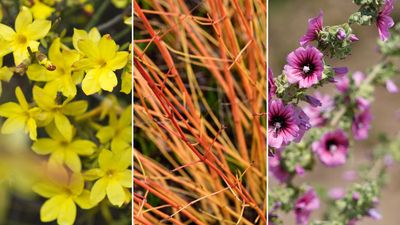 Plants to prune in March – 7 garden perennials you should cut back this month
