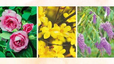 Plants to prune in March – 9 garden perennials you should cut back this month