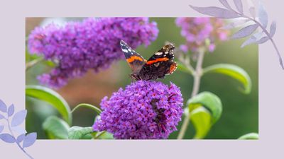 How to prune buddleia – an expert guide to cutting your butterfly bush back and boosting those vibrant purple blooms